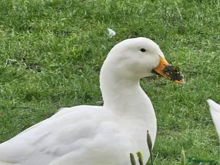 Ducks poultry Aylesbury Duck Hatching Eggs x6 - Advert 1