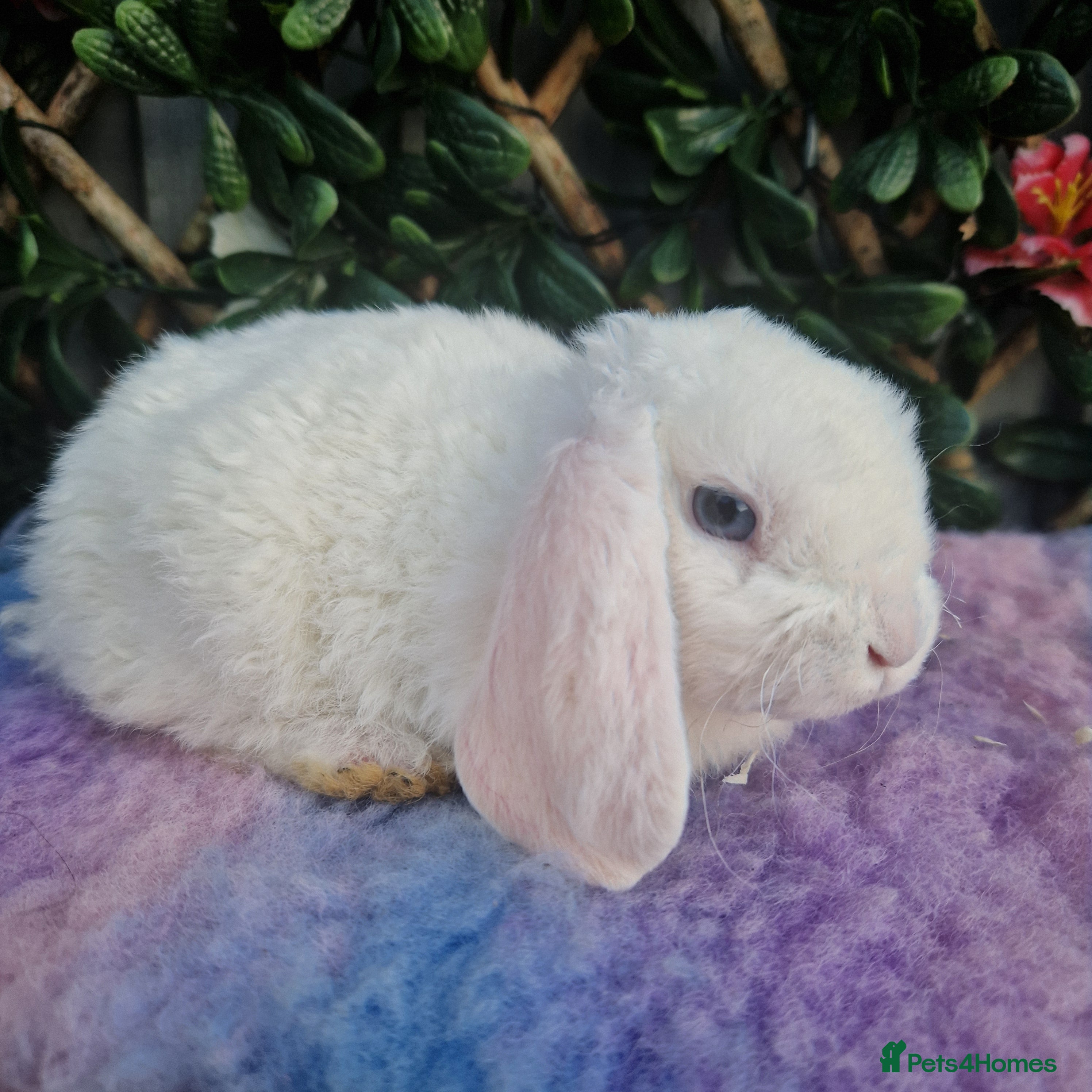 Mini Lop rabbits Baby miniture plush lops  - Advert 1