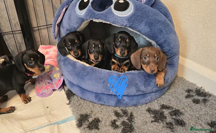 Miniature Dachshund dogs - Advert 15