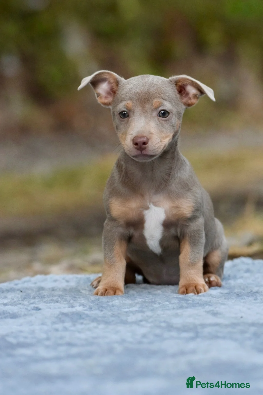 Jack Russell dogs for sale: Lilac & Tan and Blue & Tan Miniature Jack Russells - Advert 7