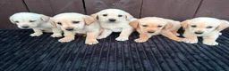 Goldador dogs for sale: Goldador puppies 9 available  - Advert 30