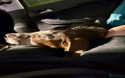 Borador dogs for sale: Beautiful boy needing a new forever home - Image 3