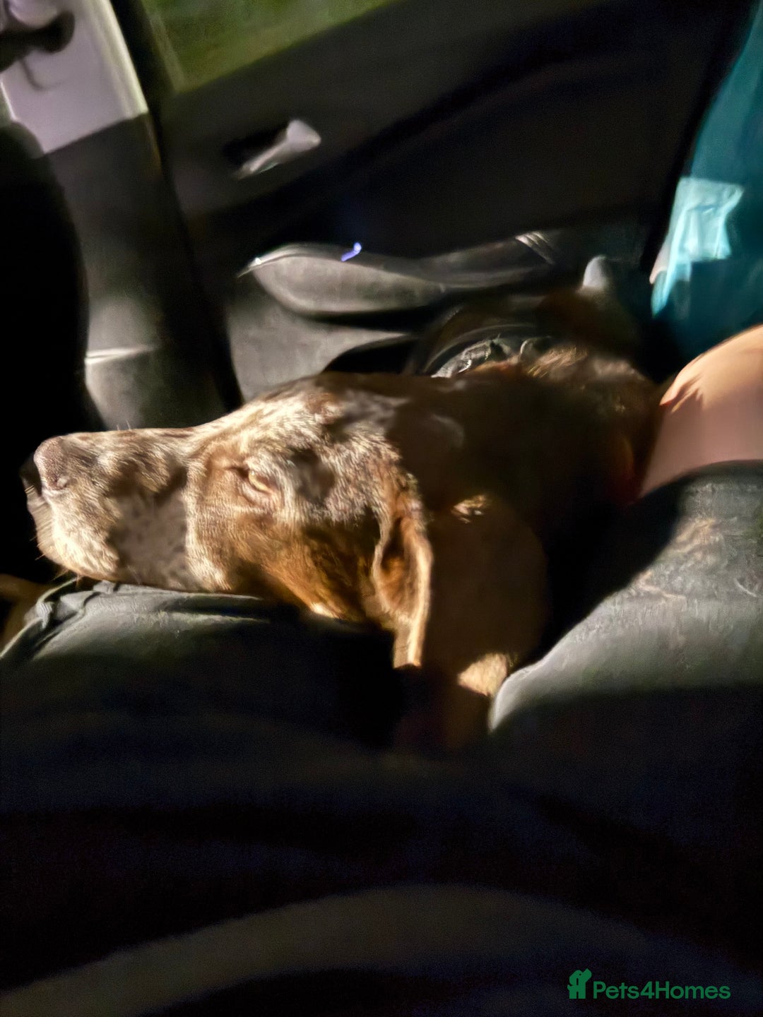 Borador dogs for sale: Beautiful boy needing a new forever home - Image 3
