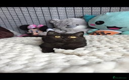 British Shorthair cats for sale: Beautiful Babies Available Ready To Leave - Image 16
