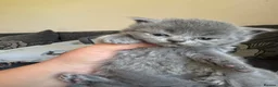 British Shorthair cats for sale: British blue shorthair GIRLS ready 20th June  - Advert 17