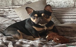 French Bulldog dogs for sale: French Bulldogs looking for FOREVER LOVING HOMES - Image 7