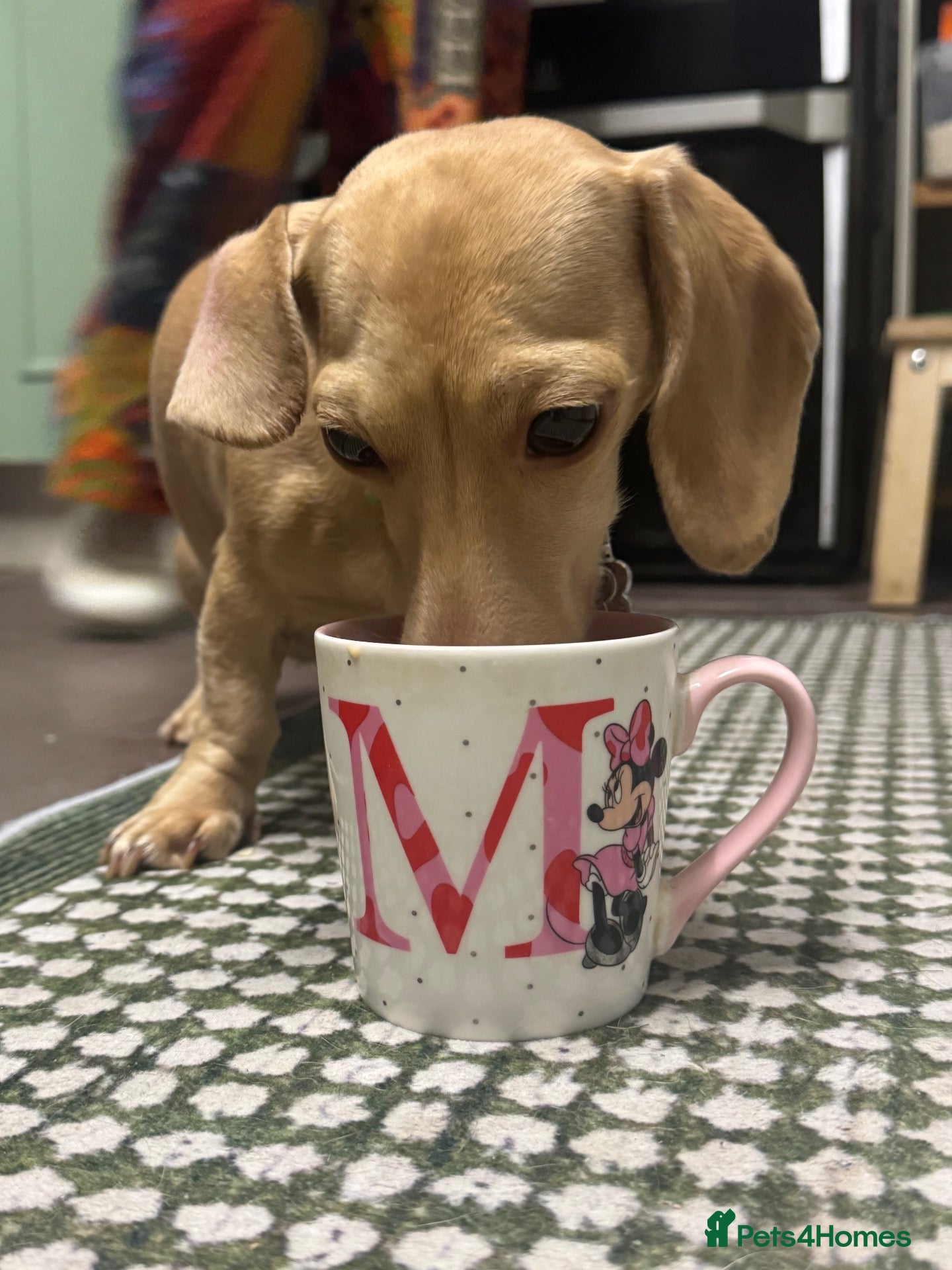 Miniature Dachshund dogs for sale: Cute mini dachshund puppies for sale!!! - Advert 15