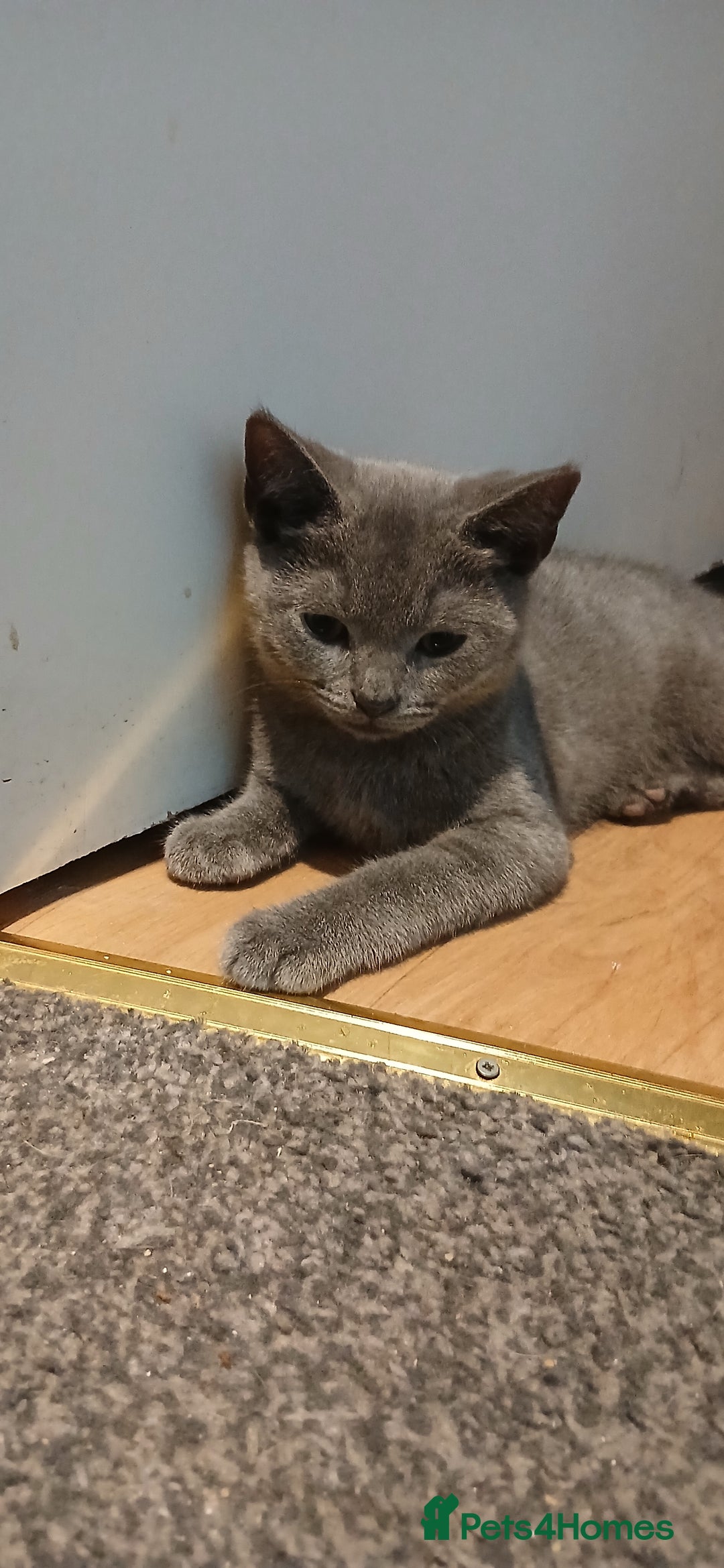 Mixed Breed cats for sale: Kittens for sale for a loving home (open to offers - Image 6