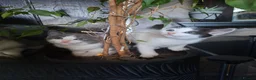 Mixed Breed cats for sale: Fluffy kittens - Advert 8