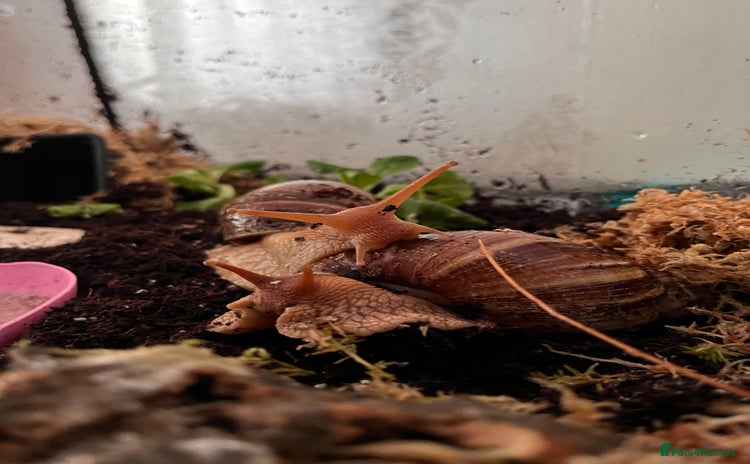 Snails invertebrates - Advert 5