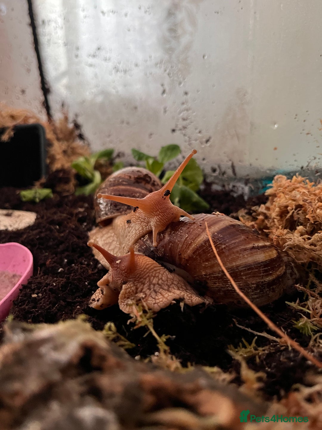 Snails invertebrates for sale: Baby snails  - Image 1