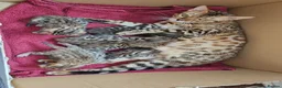 Bengal cats for sale: Looking for a new home  in Great Yarmouth - Advert 3