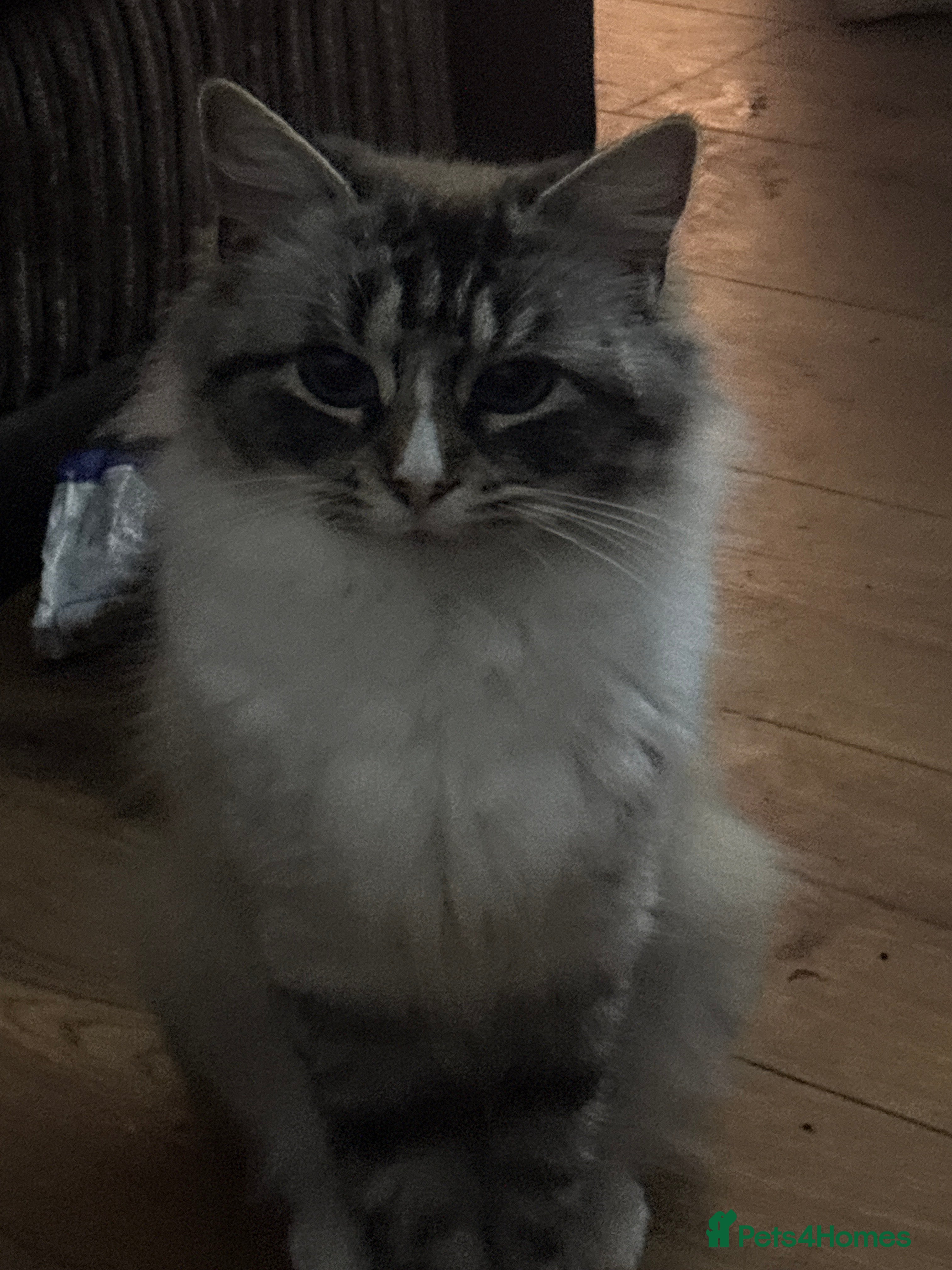 Ragdoll cats Ragdoll cat  - Advert 1