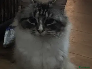 Ragdoll cats Ragdoll cat - Advert 1