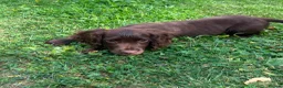 Cocker Spaniel dogs for sale: Cocker spaniel puppies  in ELY - Advert 3