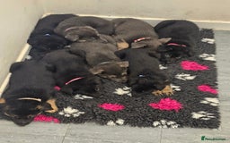 German Shepherd dogs for sale: German shepherd puppies  - Image 1