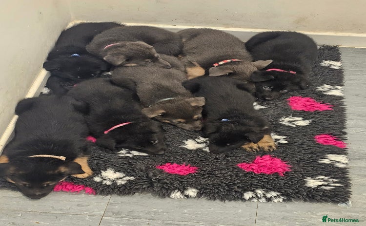 German Shepherd dogs - Advert 2