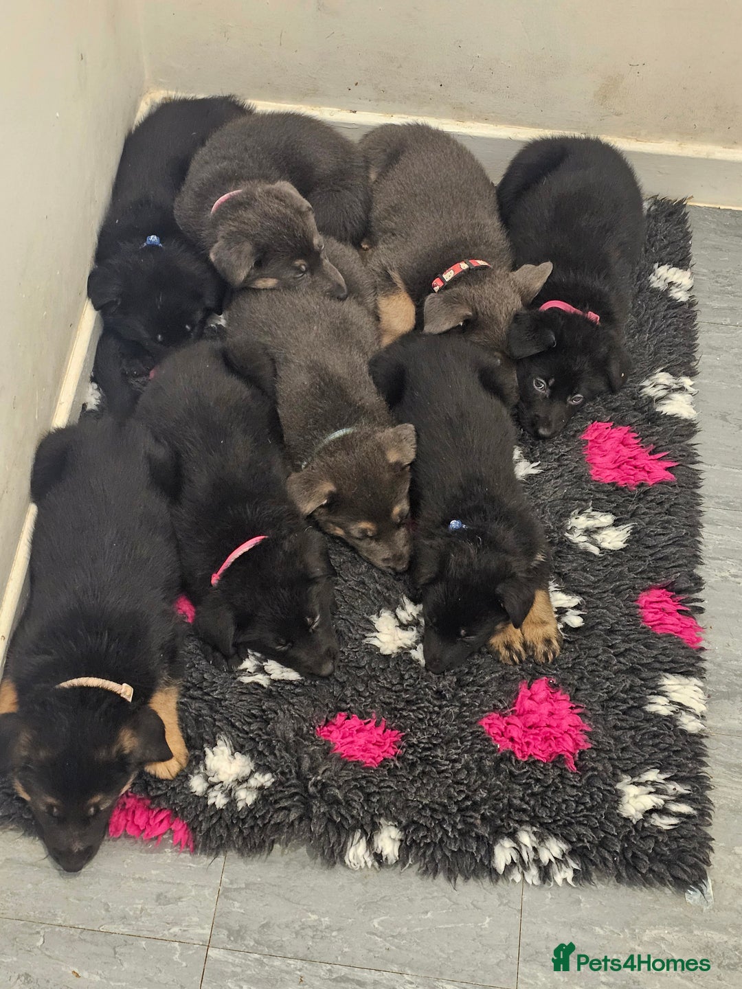 German Shepherd dogs for sale: German shepherd puppies  - Image 1