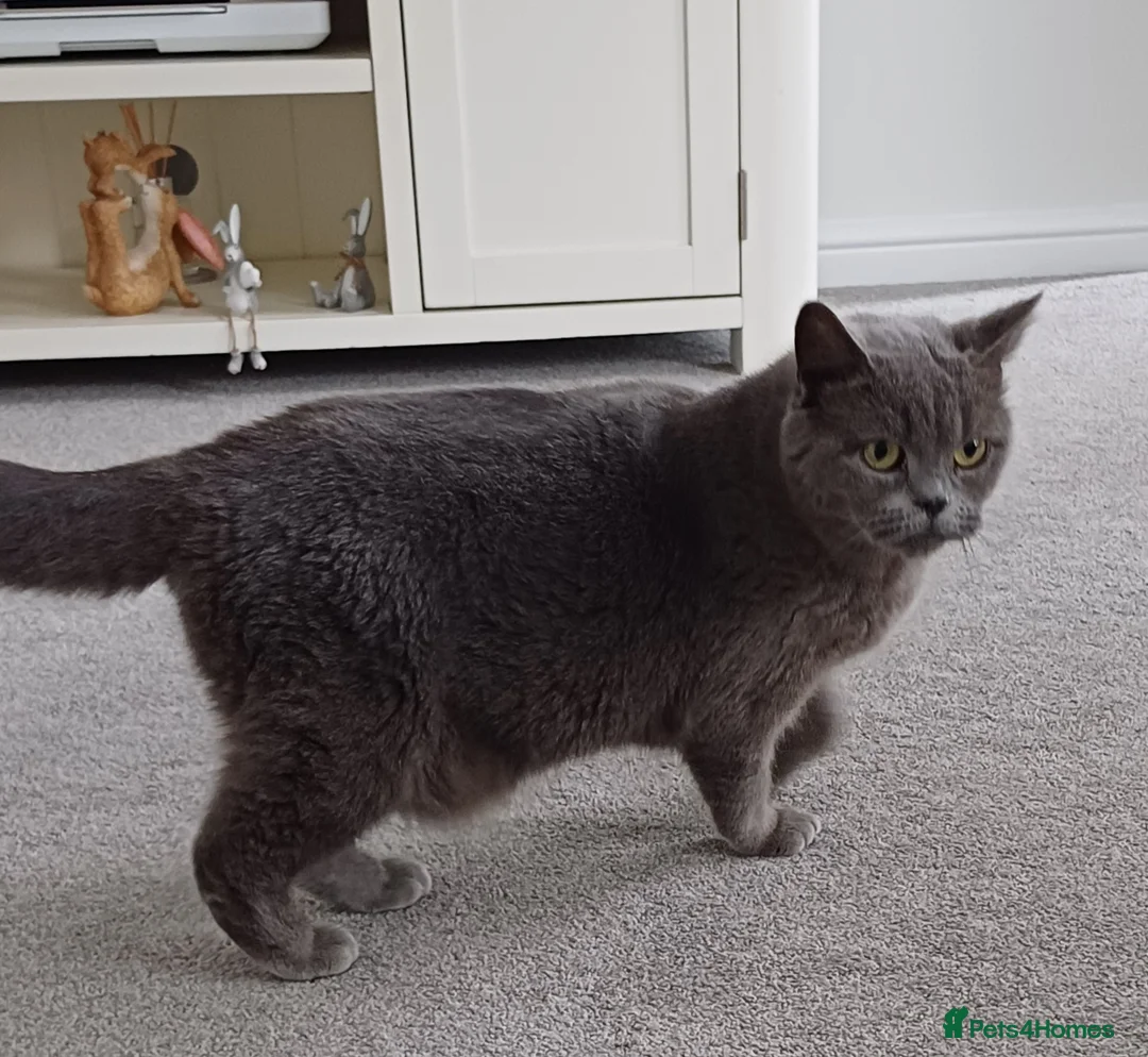 British Shorthair cats for sale: GCCF Blue Female  - Advert 9