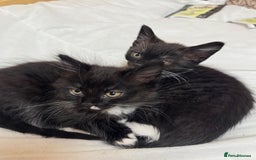 British Shorthair cats for sale: Two beautiful female kittens for sale  - Image 5