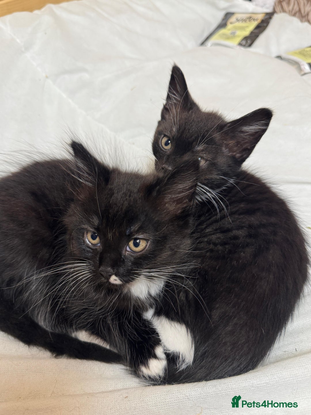 British Shorthair cats for sale: Two beautiful female kittens for sale  - Image 5