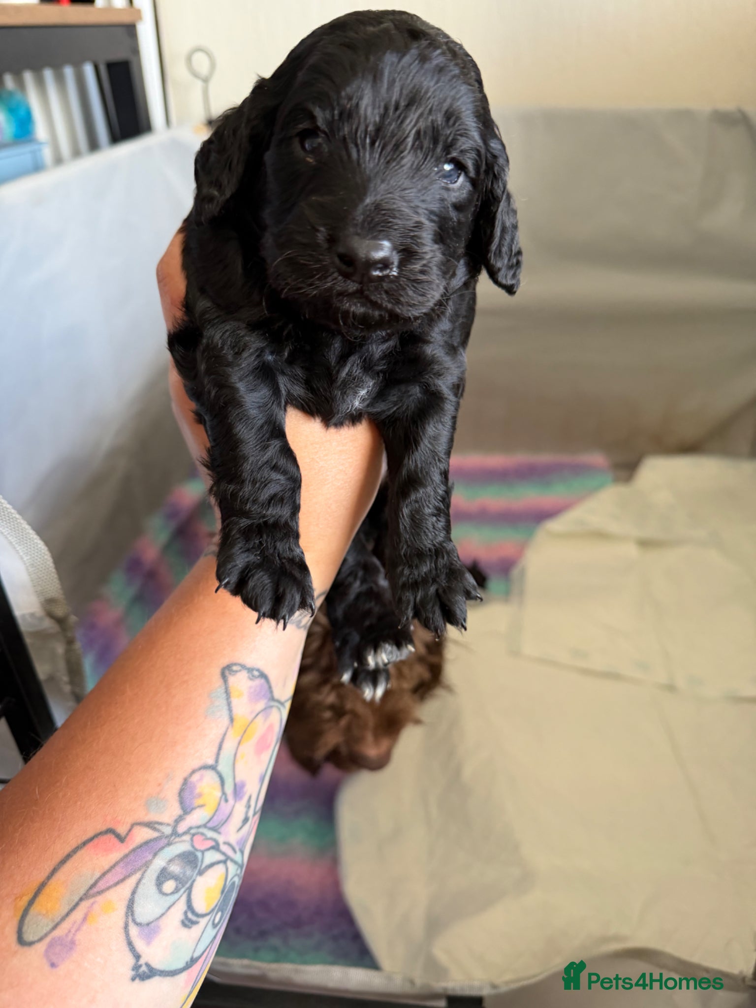 Cockapoo dogs for sale: Beautiful cockapoos - Advert 2
