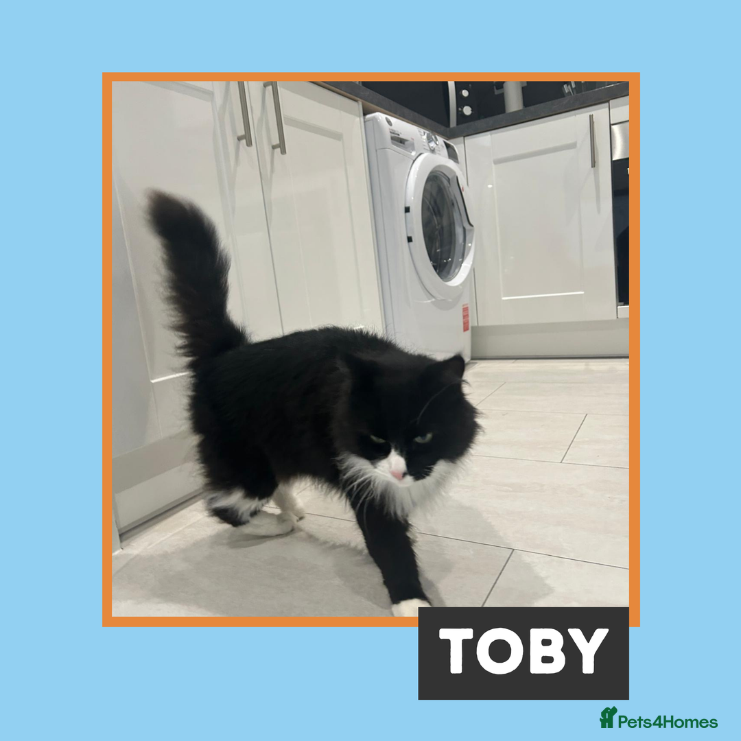 Mixed Breed cats for adoption: Toby wears a Tuxedo - Image 3