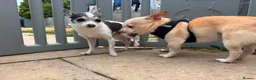Chihuahua dogs for adoption: 💙ARMANI & 💙GUCCI – TWO HEARTS ONE BOND in Peterborough - Advert 7