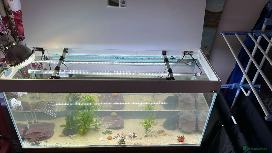 Turtle reptiles for sale: Turtles and full set up  - Advert 1