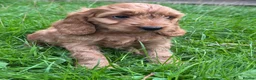 Cockapoo dogs for sale: FLUFFY F1 COCKAPOO PUPPIES HEALTH TESTED PARENTS - Advert 15