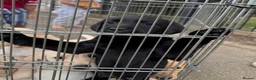 Labrador Retriever dogs for sale: Beautiful KC Registered Labrador Puppies  - Advert 10