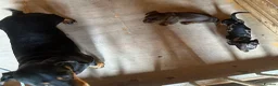 Dachshund dogs for sale: 2 gorgeous dappled and 1 brown Dachshund puppies  in Godalming - Advert 14