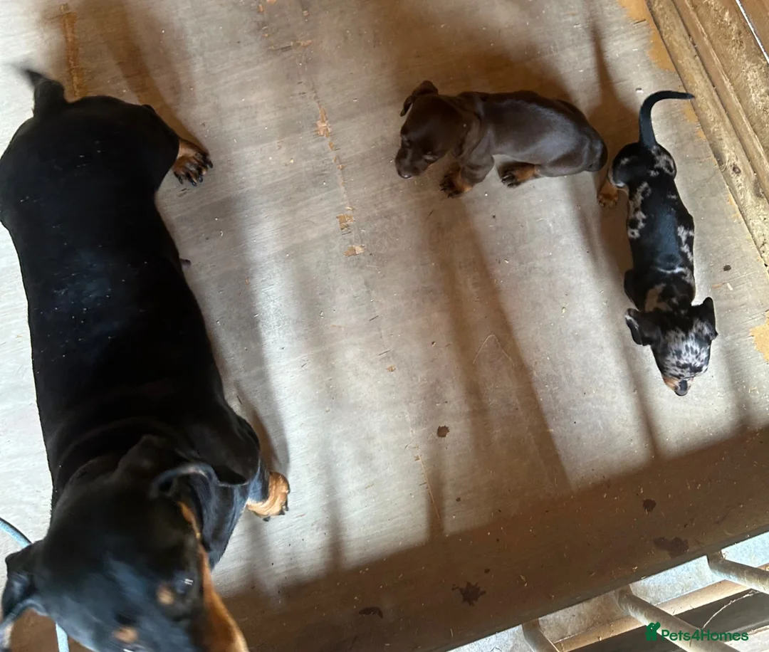Dachshund dogs for sale: 2 gorgeous dappled and 1 brown Dachshund puppies  in Godalming - Advert 14