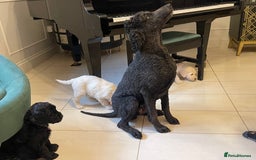 Goldendoodle dogs for sale: Stunning Goldendoodle puppies - Image 3