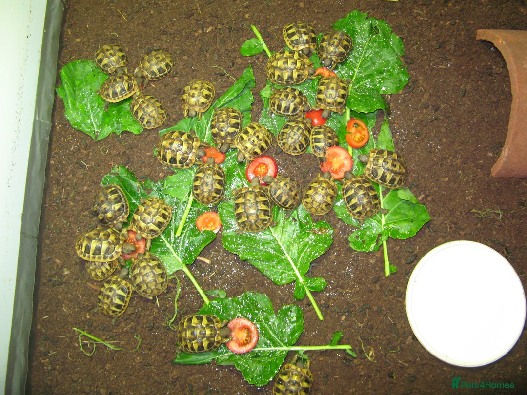 Hermann Tortoise reptiles for sale: Baby Hermann & Spur-thigh Tortoises for sale - Advert 2