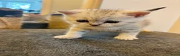 British Shorthair cats for sale: British shorthair kittens, breeded - Advert 11