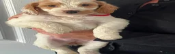 Cockapoo dogs for sale: Home Raised Stunning Cockapoo Puppies  in Clydebank - Advert 12