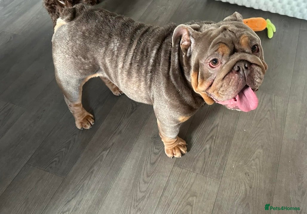 English Bulldog dogs English bulldog for sale  - Advert 7