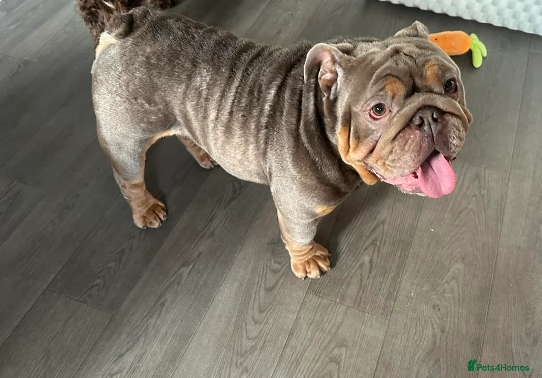 English Bulldog dogs for sale: English bulldog for sale  - Advert 1