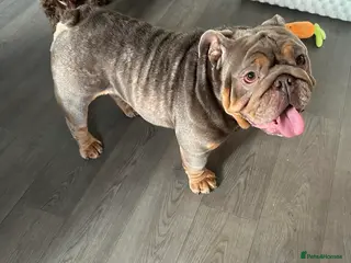 English Bulldog dogs English bulldog for sale - Advert 2