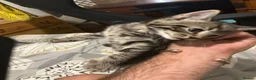 Arabian Mau cats for sale: New litter - Advert 11