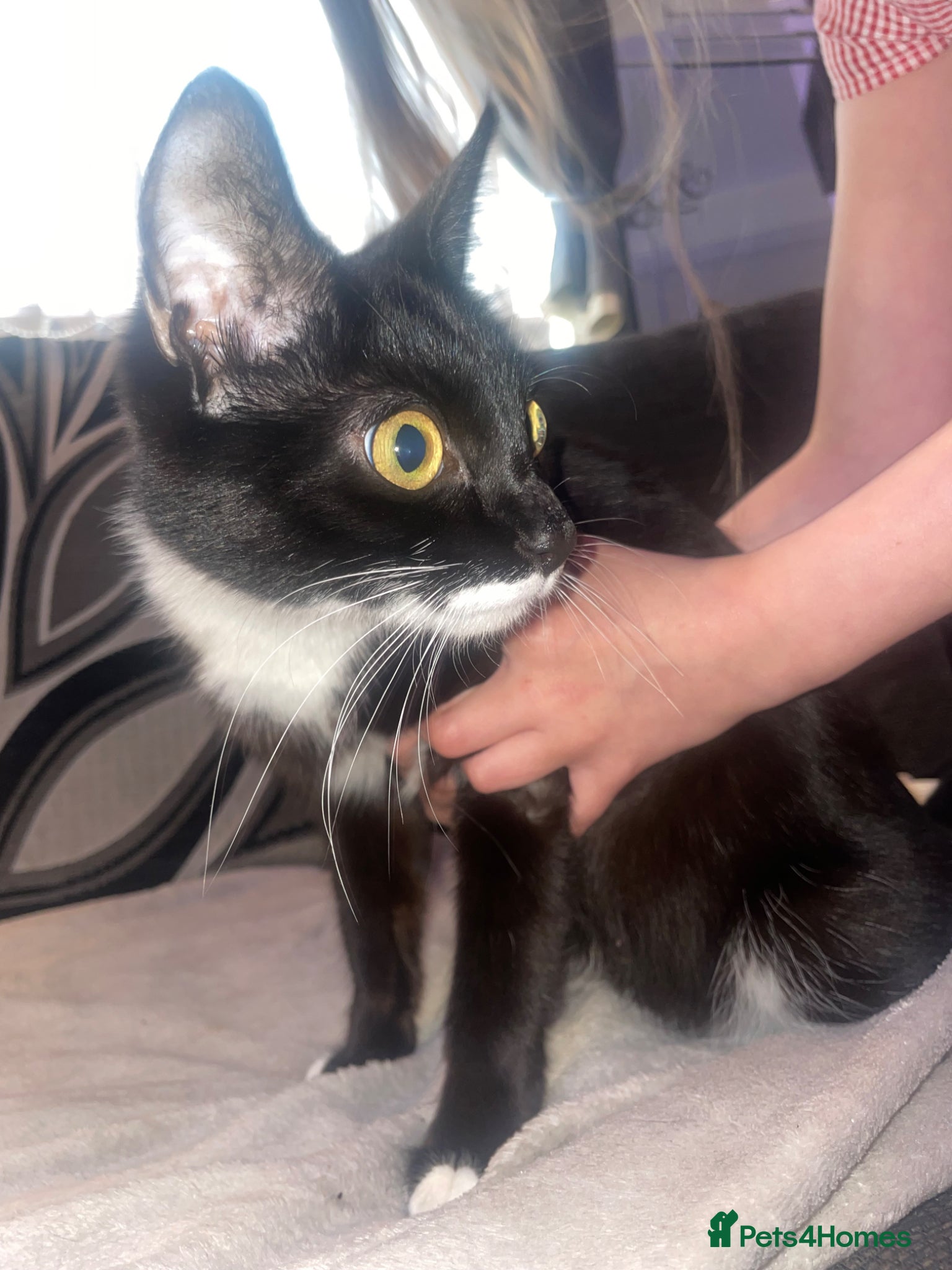 Mixed Breed cats 4 kittens for sale - Advert 2