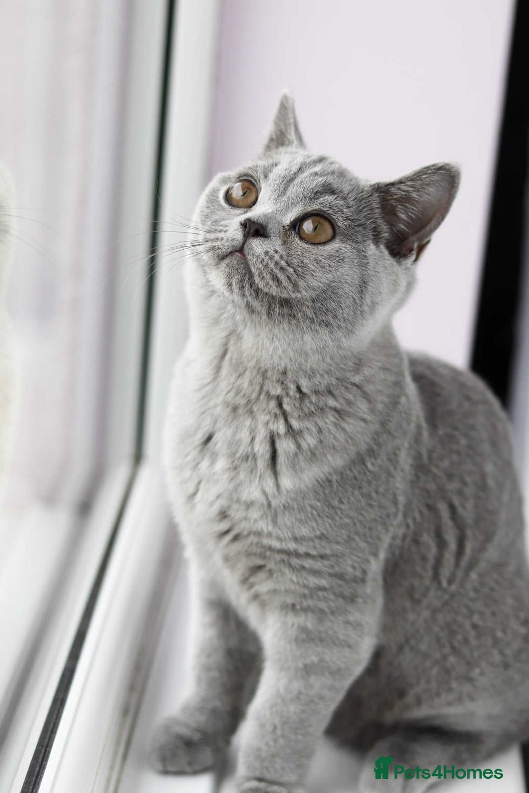 British Shorthair cats for sale: Stunning GCCF&TICA Active BSH Queen - Advert 23