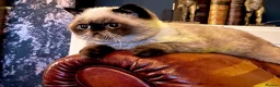 Persian cats for stud: Seal Point Bulgarian Import Stud Boy in Birmingham - Advert 6