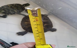 Turtle reptiles for sale: TURTLES FOR SALE - Image 5