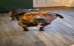 Mixed Breed dogs for sale: Active household wanted! TATERS*** - Image 1