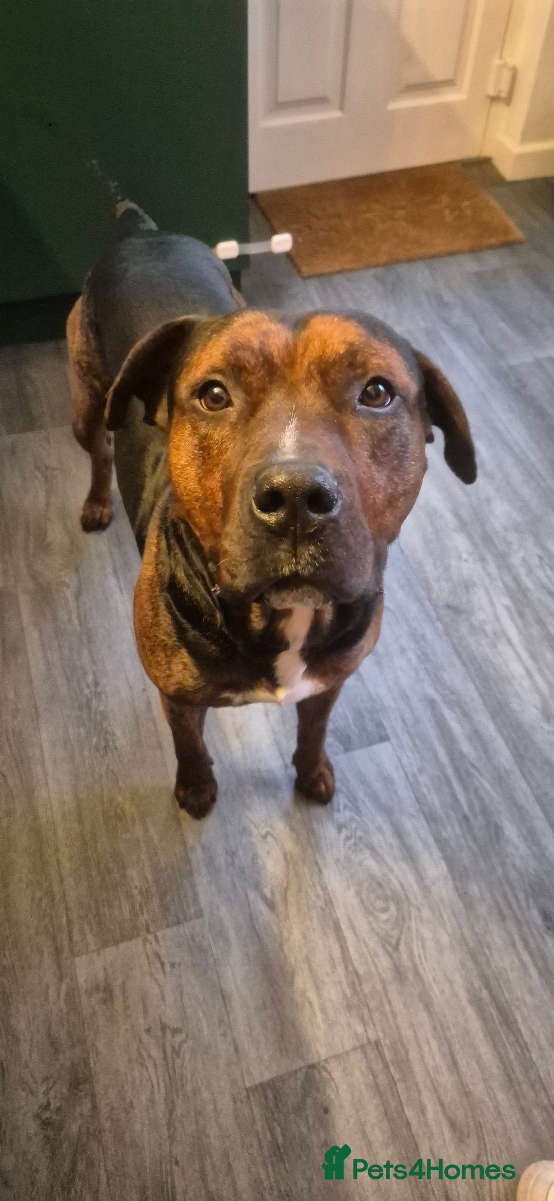 Mixed Breed dogs for sale: Active household wanted! TATERS*** - Image 1