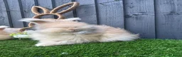 Angora rabbits for sale: Angora max faced bunnies  - Advert 3