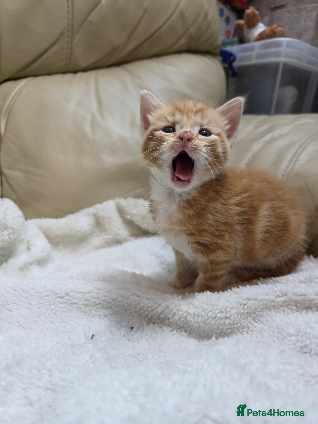British Shorthair cats for sale: Rare ginger females. 1 male. British shorthair - Advert 13