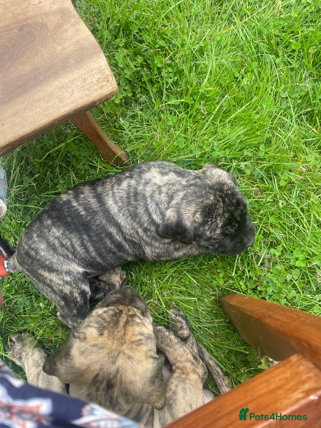 Boerboel dogs for sale: Boerboel puppies - Image 12